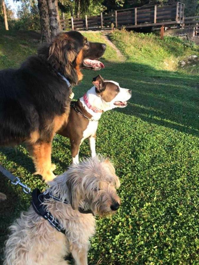 Holiday Guesthouse La Casina Di Butzi Pet Friendly - Terme Di Arta - Zoncolan أرتا تيرمي المظهر الخارجي الصورة
